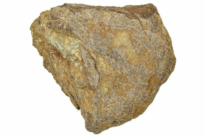 Dinosaur (Triceratops) Frill Shield Section - Montana #330194